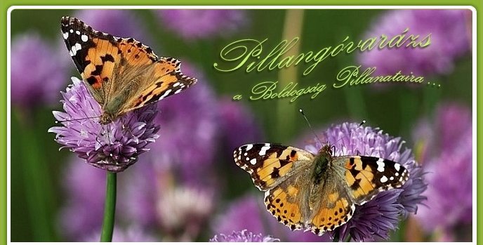 Pillangóvarázs – Lepkeröptetés esküvőre